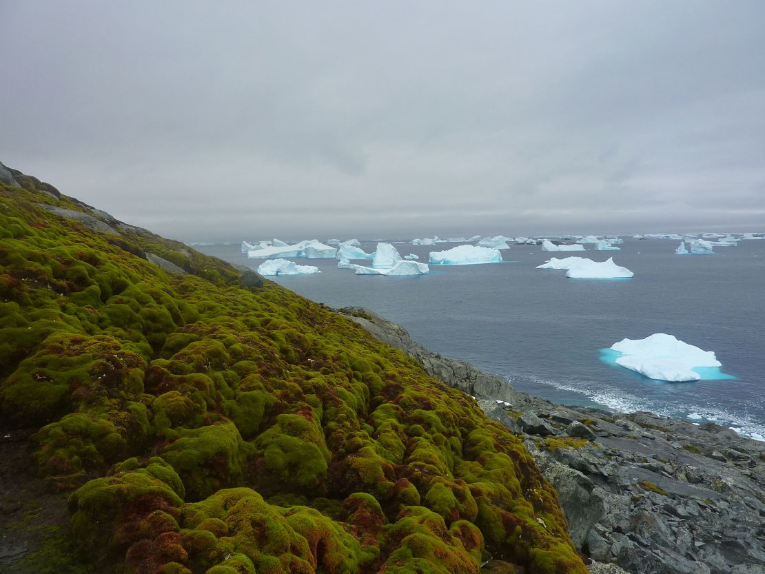 Tanaman ini tumbuh di Green Island di Semenanjung Antartika, yang mengalami pemanasan jauh lebih cepat dibandingkan rata-rata global.