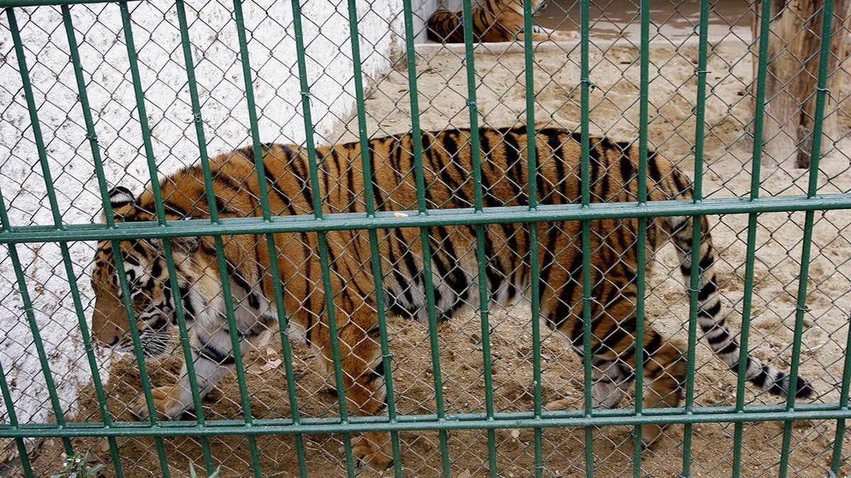 harimau