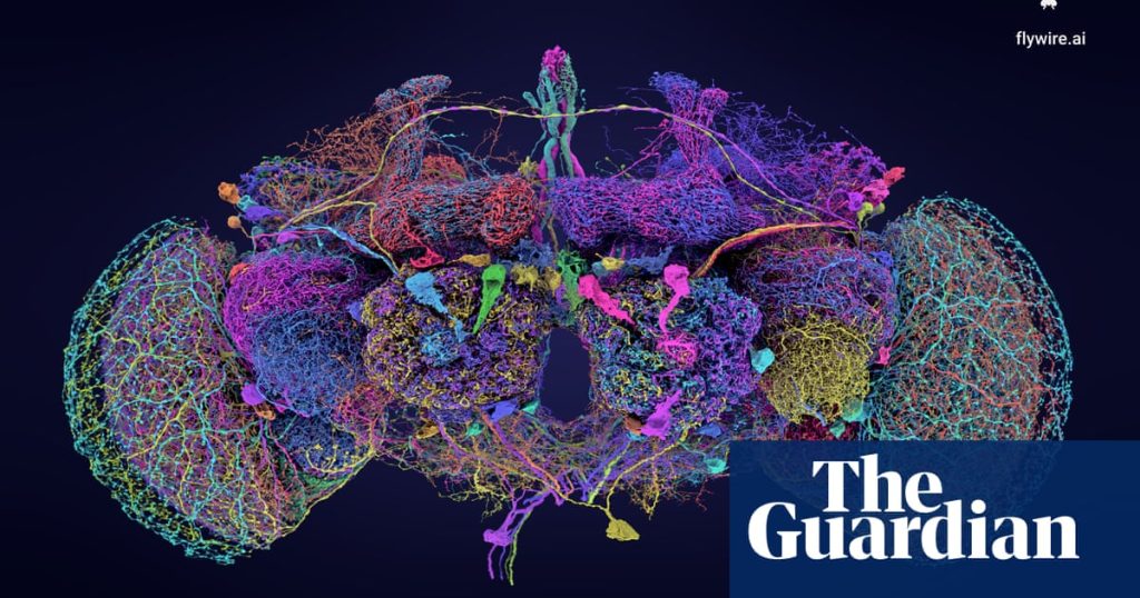 Otak kecil, masalah besar: Cetak biru Drosophila dapat mengubah ilmu saraf neurologi