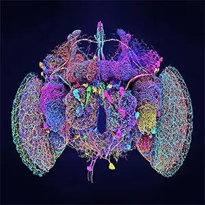 50 neuron terbesar di penghubung otak Drosophila dewasa. Kredit: Tyler Sloan dan Amy Sterling dari FlyWire, Universitas Princeton, (Durkenwald et al., 2024)