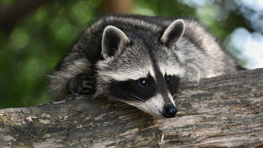 Raccoon dinyatakan positif rabies di Guyton